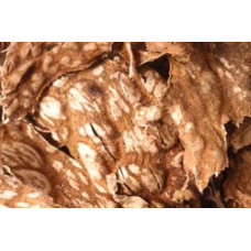 Lungwort per lb Lungwort per lb