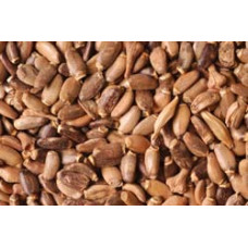 Milk Thistle Seed per lb Milk Thistle Seed per lb