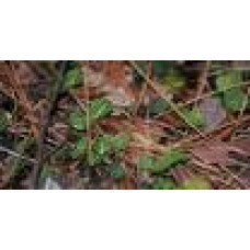 Squaw Vine per lb Squaw Vine per lb