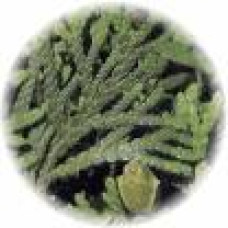 Thuja per lb